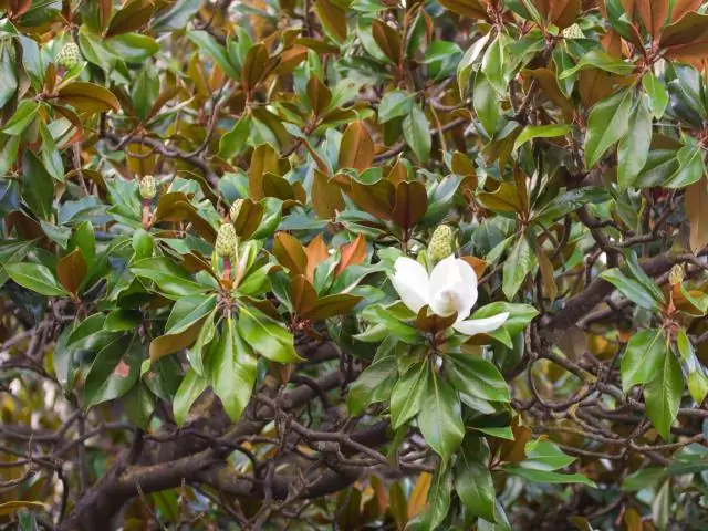 Как часто цветут магнолии?