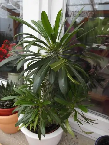 Как ухаживать за растением люпин?