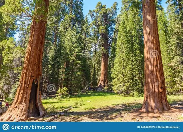 Где в Калифорнии находятся гигантские секвойи?