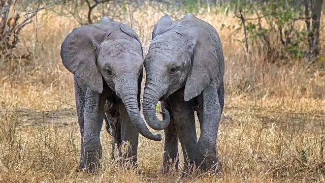 Что мы можем сделать, чтобы помочь слонам?