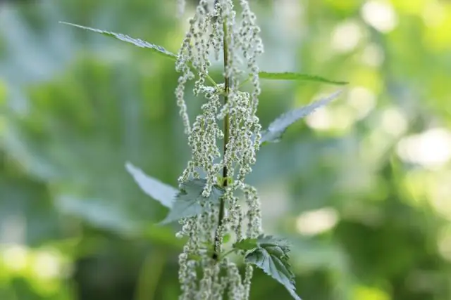 Какое растение наиболее распространено в Канаде?