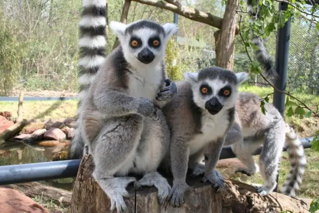 Как установить ящик для выращивания?