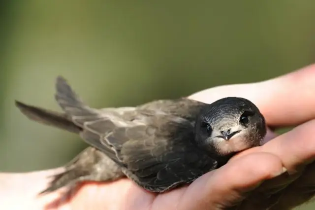 Что такое кочевой образ жизни?