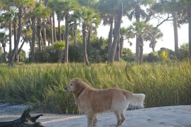 Разрешены ли собаки в лагуне Редклифф?