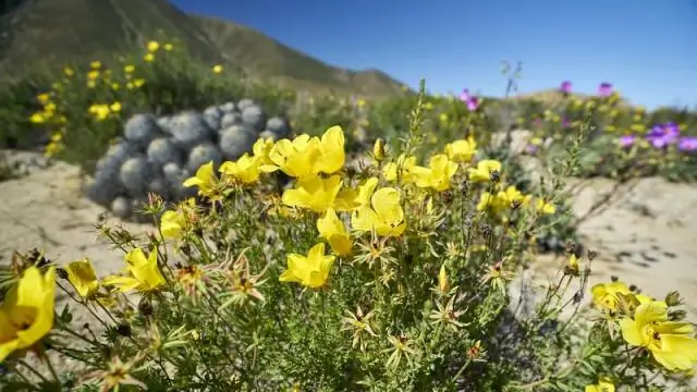 Какие растения есть в Чили?