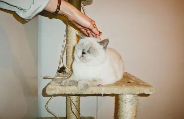 Что случилось с Big Cat Diary?