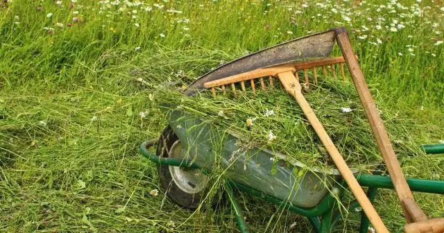 Как быстро растет мирт креповый Маскоги?