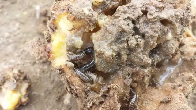 Почему Screwtape превращается в сороконожку?