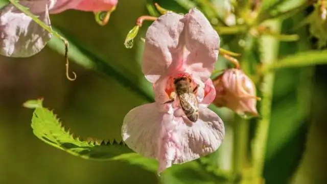 Почему дерево принцесс считается инвазивным?