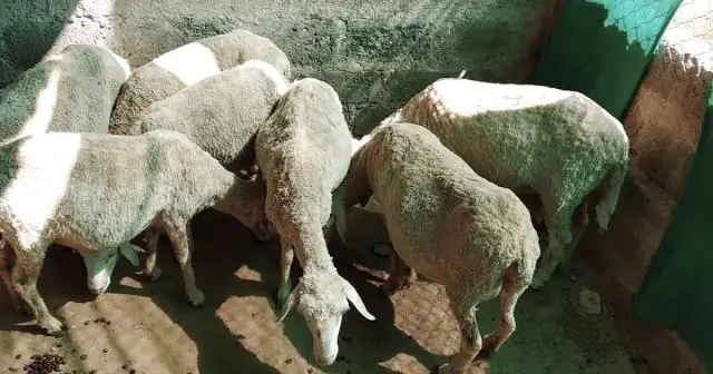 Каково происхождение барана Рамбуйе?