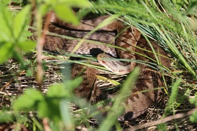 Какие животные обитают на внутренних равнинах?