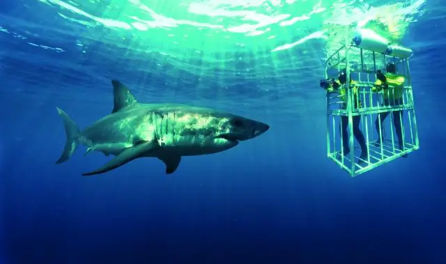 Подходит ли Канкун для подводного плавания с аквалангом?