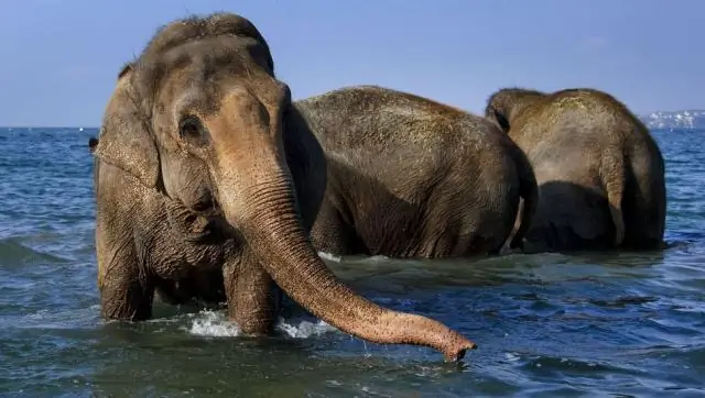 Как морской слон добывает себе пищу?