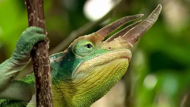 Какова культура в Камбодже?