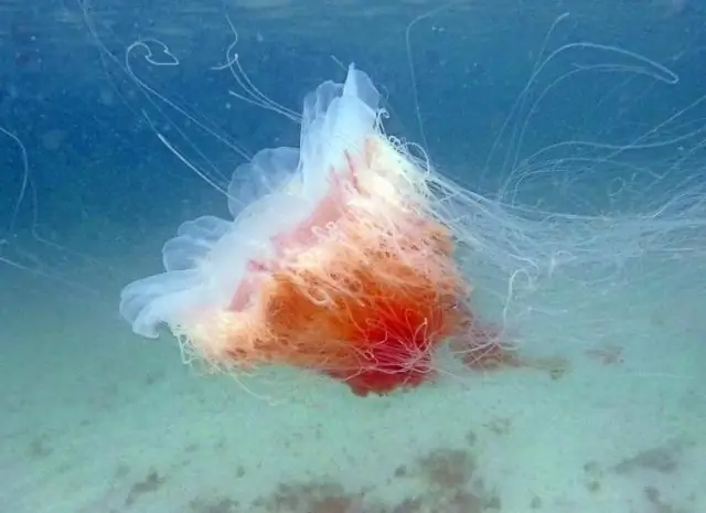 У каких видов медуз есть стрекательные клетки?