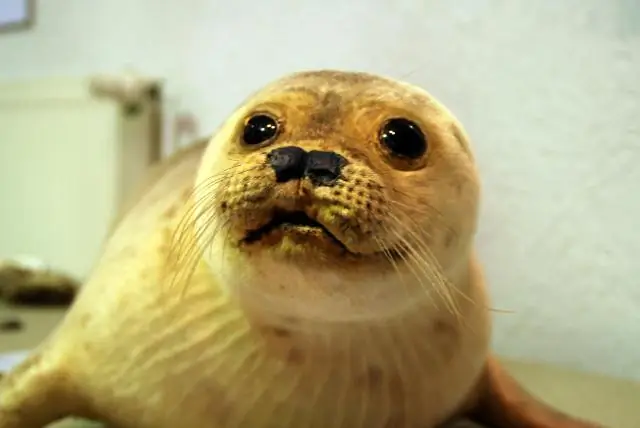 Как создаются солончаки?