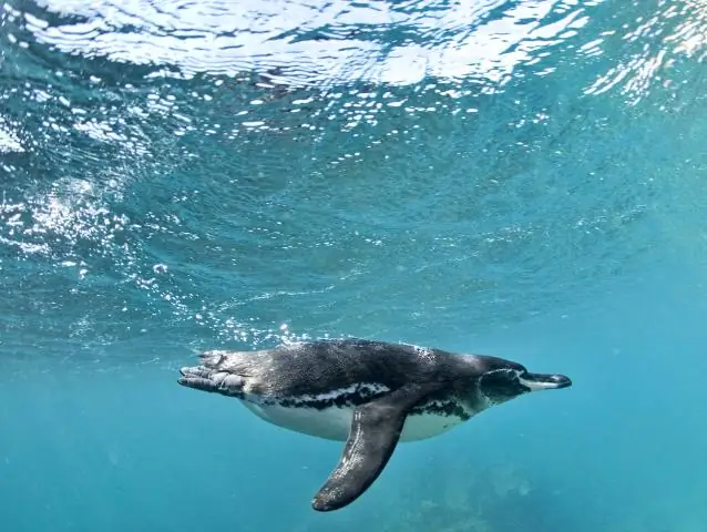 Как находится под угрозой исчезновения галапагосский пингвин?