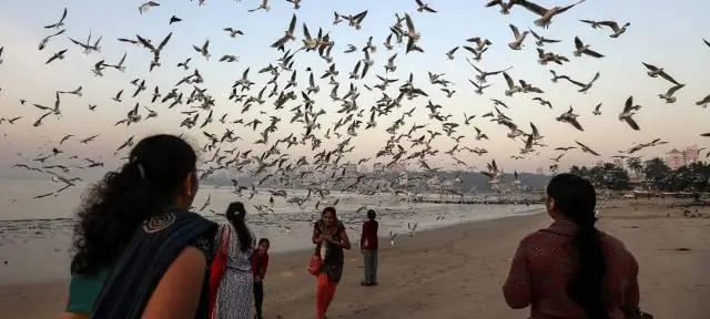 Можно ли поехать в США автотранспортом из Индии?