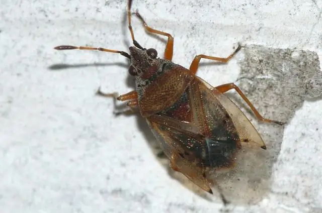 Вы можете привезти в США раковину?