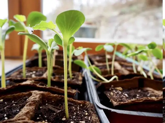 Какие растения растут в Юго-Восточной Азии?