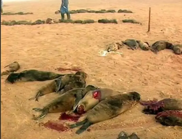 Морские котики бросают своих детенышей?