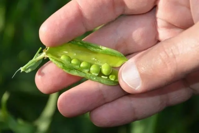 Горох - это одно и то же?