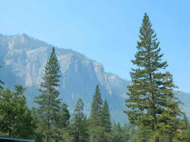 Есть ли на озере Тахо секвойи?