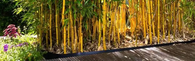 Какие растения растут вдоль реки Нил?