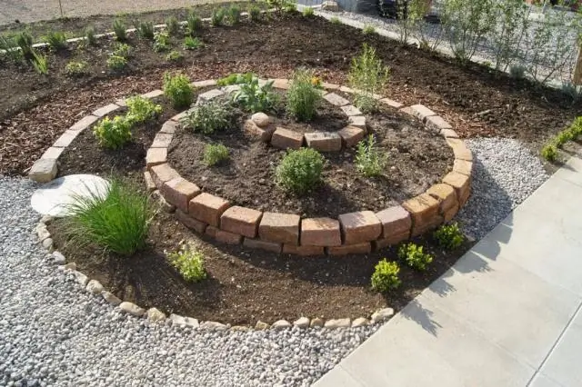 Как посадить карликовый креп мирт?