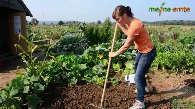 Как сажать семена лапы кенгуру?