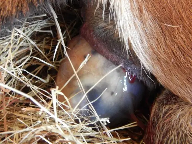 Как мне не пускать диких животных в свой лагерь?