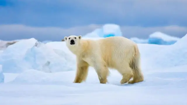 Как эволюционировал белый медведь?