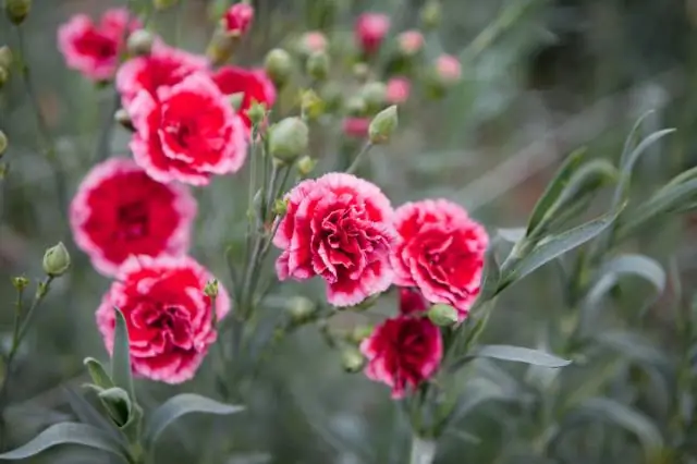 Какие растения есть в Австралии?