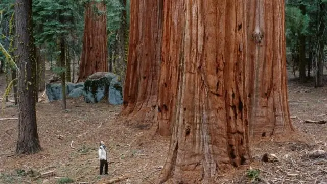 Где самые большие секвойи в Калифорнии?