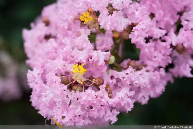 Креп-мирт родом из Техаса?