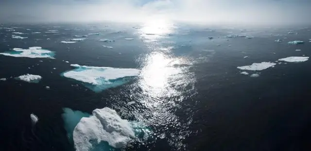 Где водится арктическая ива?