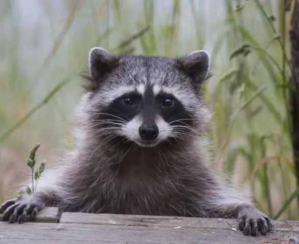 Какие были законы майя?