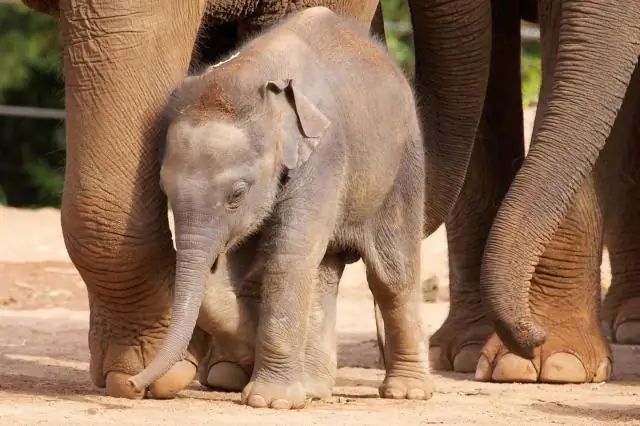 Как часто умирают слоны?