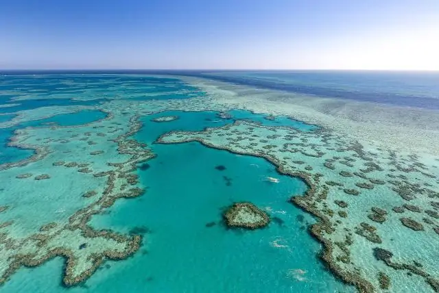 Из чего состоят коралловые острова?