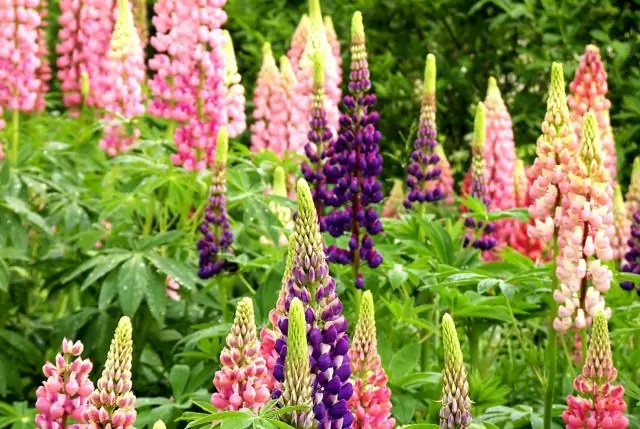 Как ты заблудился, Люпин?