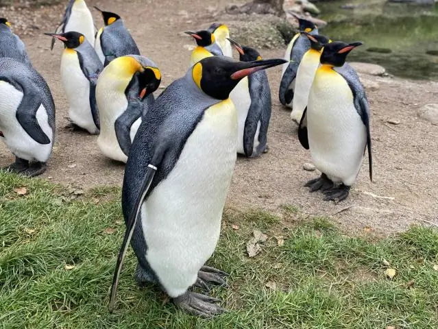 Почему у пингвинов перепончатые лапы?