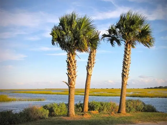 У них есть пальмы в Южной Каролине?