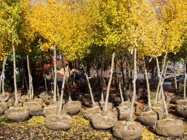 Насколько велик комок корня крепового мирта?