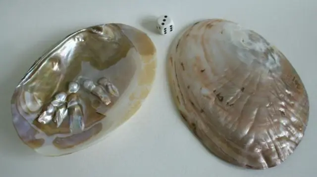 Как чистить большие раковины моллюсков?