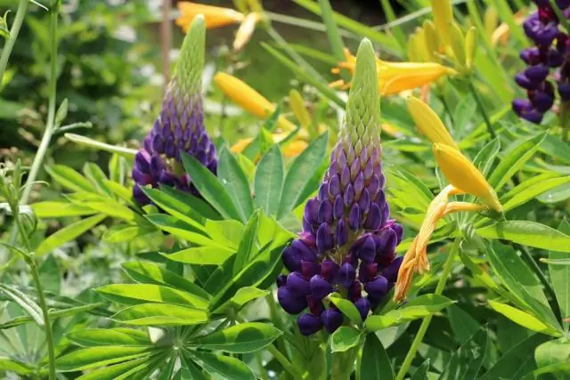 Ядовит ли люпин дикий?