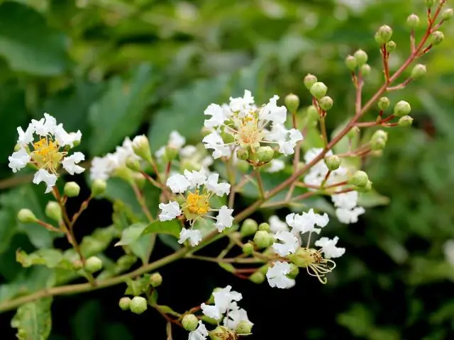 Насколько велик креп мирт Натчез?