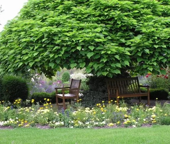 Как быстро растет павловния?