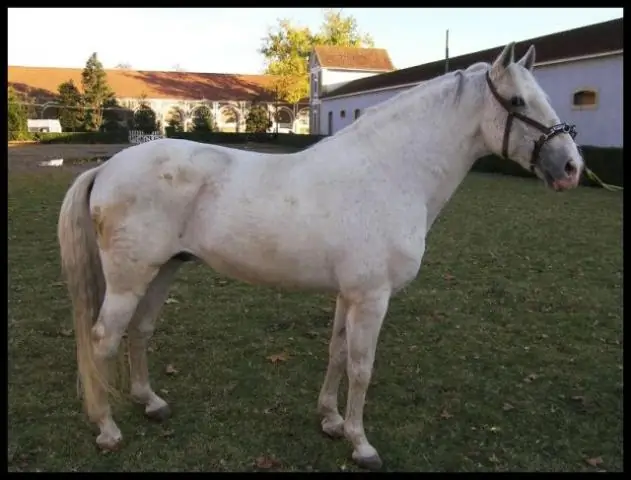 Гоанцы имеют португальское происхождение?