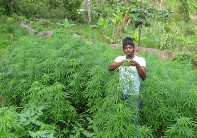 Какая медуза может убить вас?