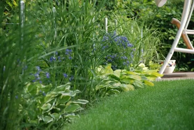 Как посадить креп-мирт?